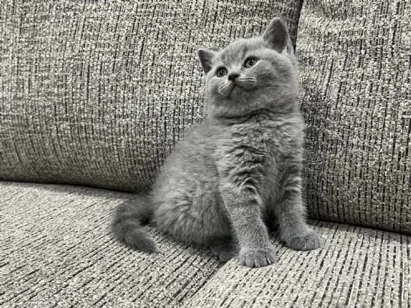 Cuccioli di british shorthair 