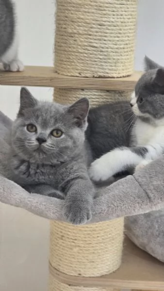 Gatti British shorthair