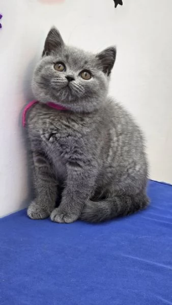 Gattini British Shorthair