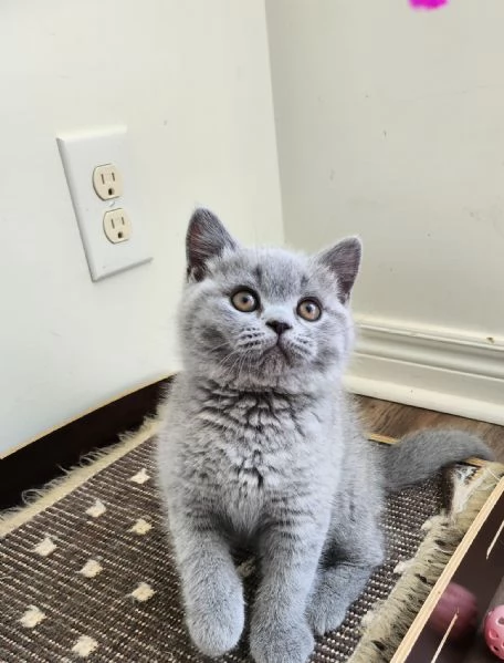 Cuccioli di british shorthair  | Foto 0