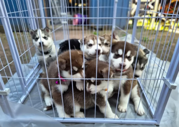cuccioli di Husky di alta qualitagrave 100 di razza pura per adozione | Foto 2
