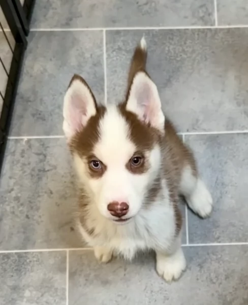 cuccioli di Husky di alta qualitagrave 100 di razza pura per adozione