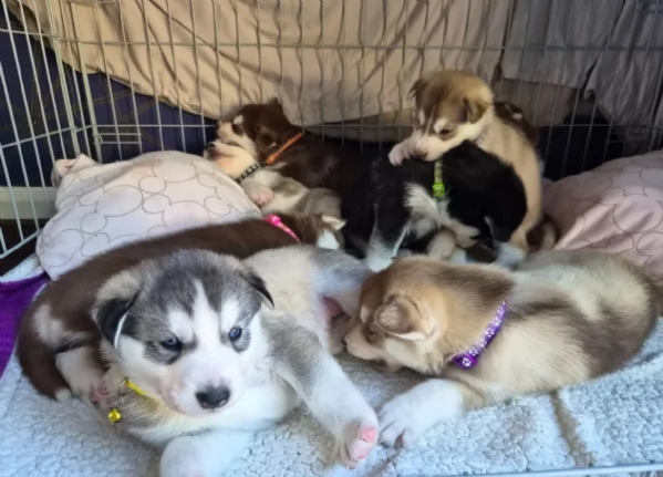 cuccioli di Husky di alta qualitagrave 100 di razza pura per adozione | Foto 1