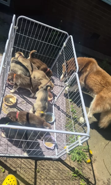 cuccioli di Husky di alta qualitagrave 100 di razza pura per adozione