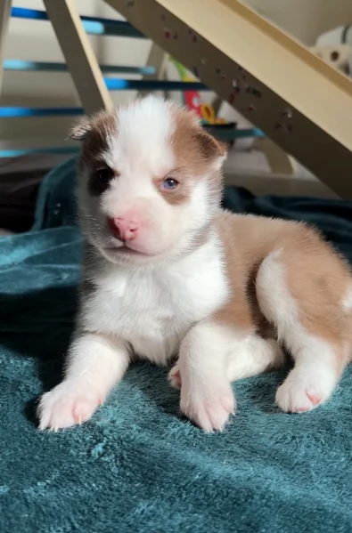 cuccioli di Husky di alta qualitagrave 100 di razza pura per adozione | Foto 1