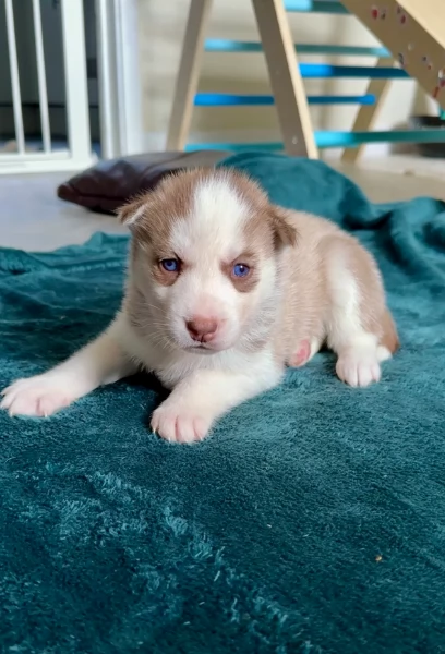 cuccioli di Husky di alta qualitagrave 100 di razza pura per adozione | Foto 2