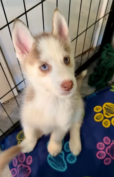 cuccioli di Husky di alta qualitagrave 100 di razza pura per adozione | Foto 1
