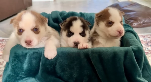 cuccioli di Husky di alta qualitagrave 100 di razza pura per adozione | Foto 0