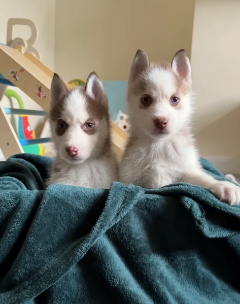 cuccioli di Husky di alta qualitagrave 100 di razza pura per adozione | Foto 1