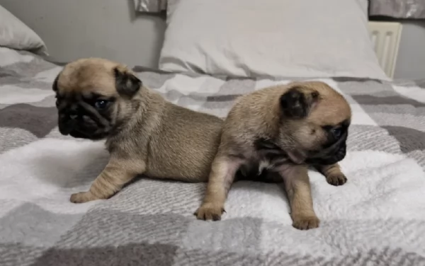 Bellissimi cuccioli di Carlino subito disponibili per adozione | Foto 4