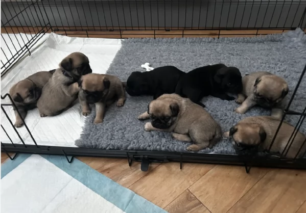 Bellissimi cuccioli di Carlino subito disponibili per adozione
