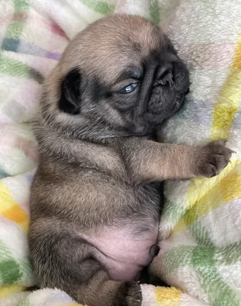 Bellissimi cuccioli di Carlino subito disponibili per adozione | Foto 1