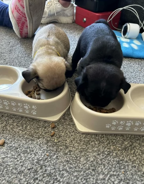 Bellissimi cuccioli di Carlino subito disponibili per adozione | Foto 0