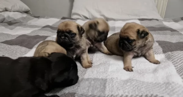 Bellissimi cuccioli di Carlino subito disponibili per adozione | Foto 1
