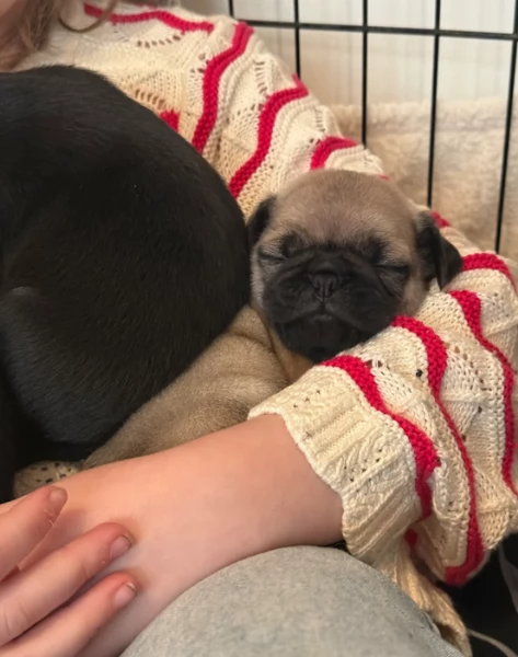 Bellissimi cuccioli di Carlino subito disponibili per adozione | Foto 0