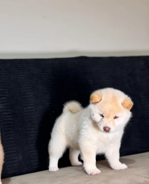 meravigliosi volpino shiba inu per adozione | Foto 3