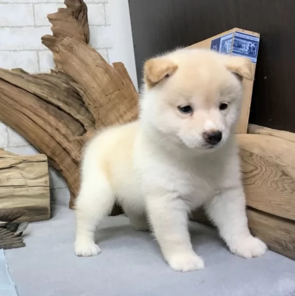 meravigliosi volpino shiba inu per adozione | Foto 1