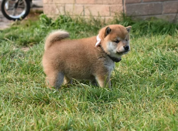 meravigliosi volpino shiba inu per adozione | Foto 3