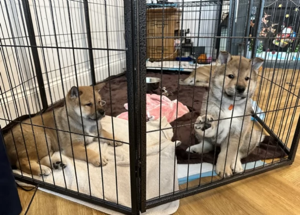 meravigliosi volpino shiba inu per adozione