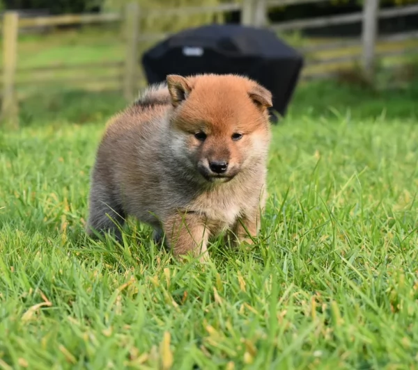 meravigliosi volpino shiba inu per adozione | Foto 2
