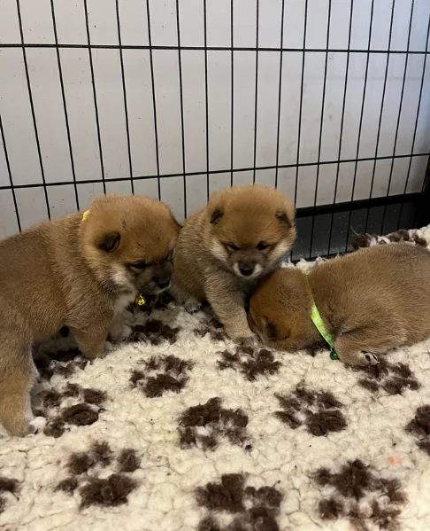 meravigliosi volpino shiba inu per adozione | Foto 1