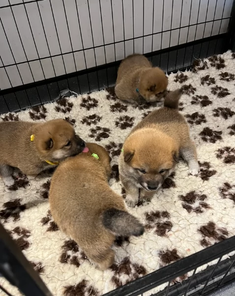 meravigliosi volpino shiba inu per adozione | Foto 0