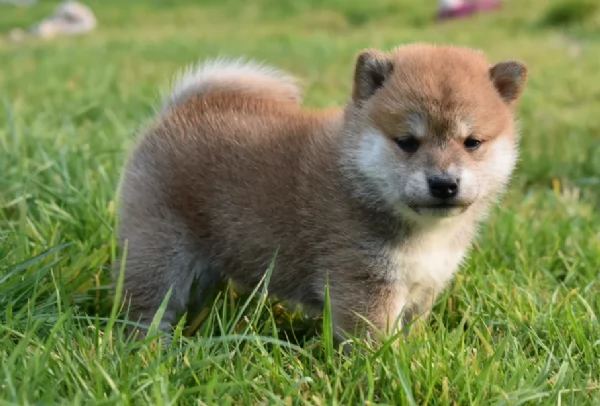 meravigliosi volpino shiba inu per adozione | Foto 5