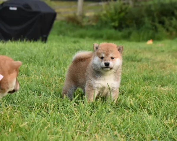 meravigliosi volpino shiba inu per adozione | Foto 1