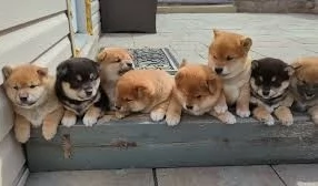 meravigliosi volpino shiba inu per adozione