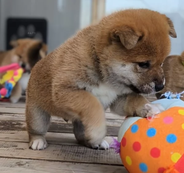 meravigliosi volpino shiba inu per adozione | Foto 6