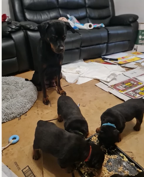 meravigliosi volpino Rottweiler per adozione 