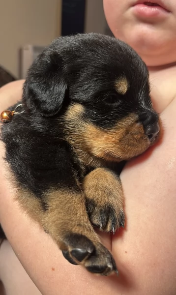 meravigliosi volpino Rottweiler per adozione  | Foto 8