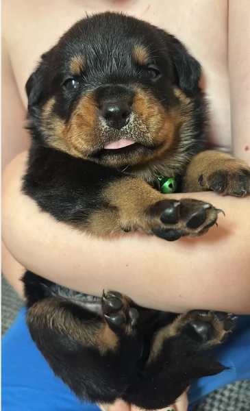 meravigliosi volpino Rottweiler per adozione  | Foto 6