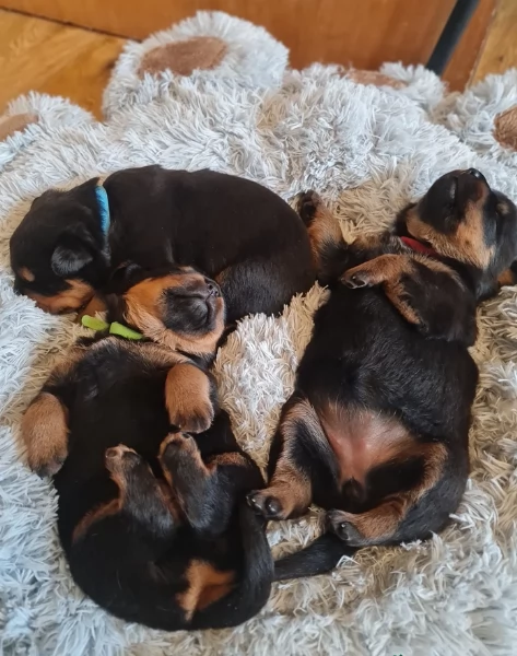 meravigliosi volpino Rottweiler per adozione  | Foto 3