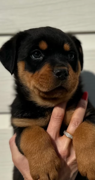 meravigliosi volpino Rottweiler per adozione  | Foto 1