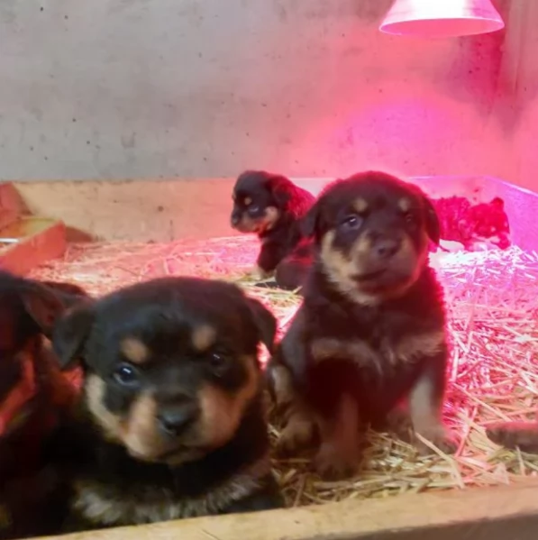 meravigliosi volpino Rottweiler per adozione  | Foto 3