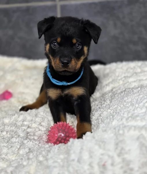 meravigliosi volpino Rottweiler per adozione 