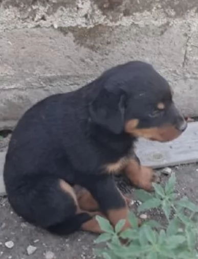 meravigliosi volpino Rottweiler per adozione  | Foto 0
