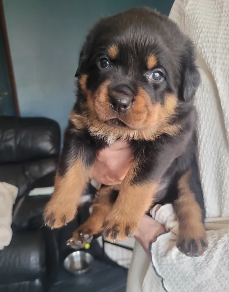 meravigliosi volpino Rottweiler per adozione  | Foto 4