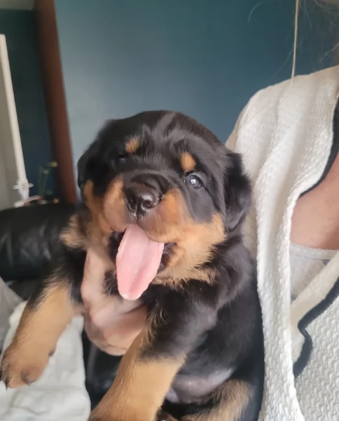 meravigliosi volpino Rottweiler per adozione  | Foto 2