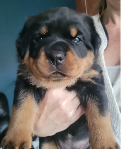 meravigliosi volpino Rottweiler per adozione  | Foto 1