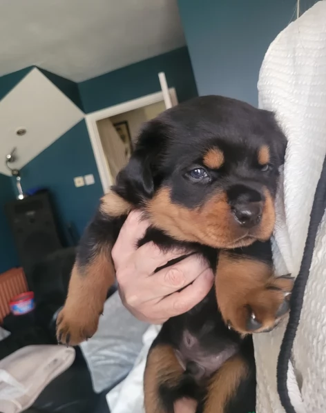 meravigliosi volpino Rottweiler per adozione  | Foto 0
