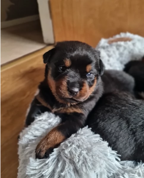 meravigliosi volpino Rottweiler per adozione  | Foto 3