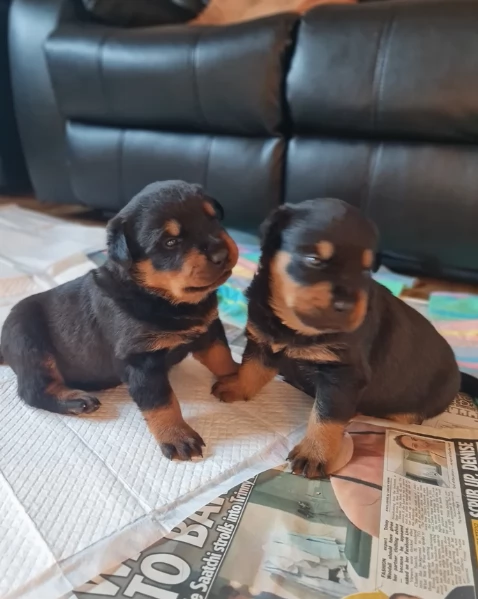 meravigliosi volpino Rottweiler per adozione 