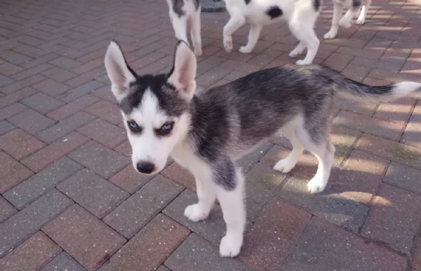 cuccioli di Husky di alta qualitagrave 100 di razza pura per adozione | Foto 2