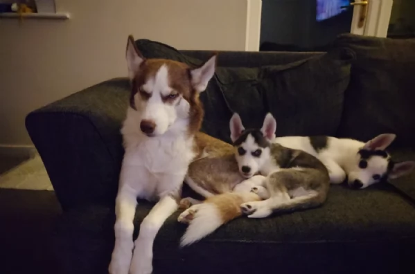 cuccioli di Husky di alta qualitagrave 100 di razza pura per adozione | Foto 1