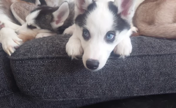 cuccioli di Husky di alta qualitagrave 100 di razza pura per adozione | Foto 0
