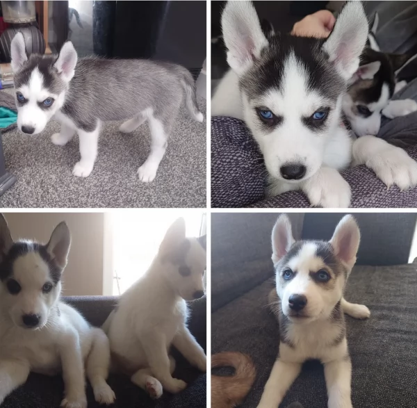 cuccioli di Husky di alta qualitagrave 100 di razza pura per adozione | Foto 0