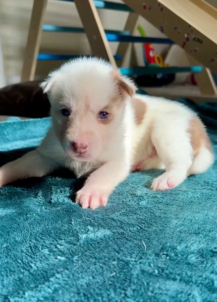 cuccioli di Husky di alta qualitagrave 100 di razza pura per adozione | Foto 6