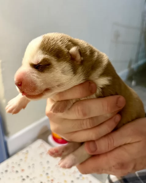cuccioli di Husky di alta qualitagrave 100 di razza pura per adozione | Foto 5